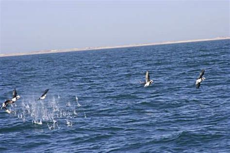 Long-Tailed Duck • Old Squaw | New England Sea Duck Hunting