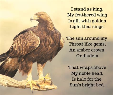 Hope its okay to post poem on Golden Eagle : r/birdsofprey