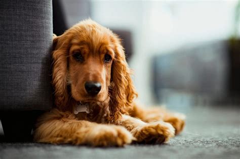 Hereditary Nephritis in Dogs: Symptoms, Causes, & Treatments