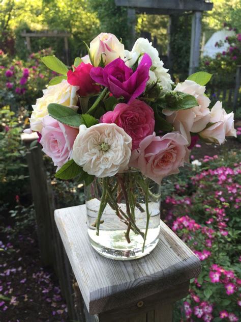 Preserving Cut Roses - Tips For Keeping Roses Fresh After Being Cut | Gardening Know How