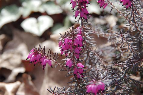 Kramer's Red Heather (Erica x darleyensis 'Kramer's Rote') | Garden, Red heather, Live plants