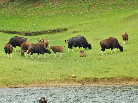 Periyar National Park - Travel Guide and Best time to visit - Big Cats ...