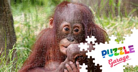 Little Orangutan Jigsaw Puzzle (Animals, Primates) | Puzzle Garage