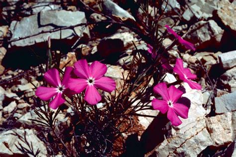 Free picture: phlox, flower