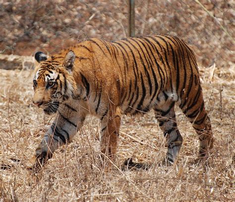 File:Bengal Tiger Karnataka.jpg - Wikimedia Commons