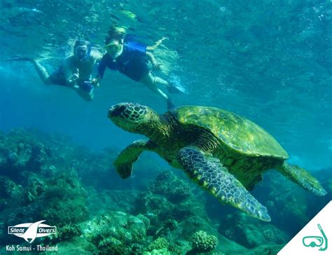 Snorkel tours à Koh Samui Thaïlande – Silent Divers