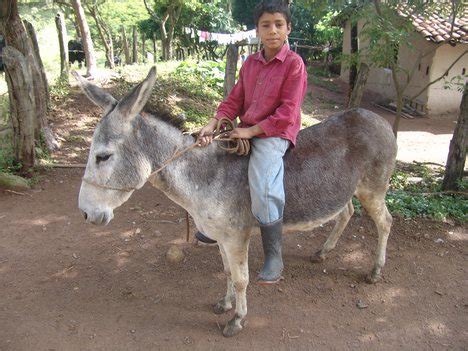 RIDING ON DONKEY: RIDING ON DONKEY