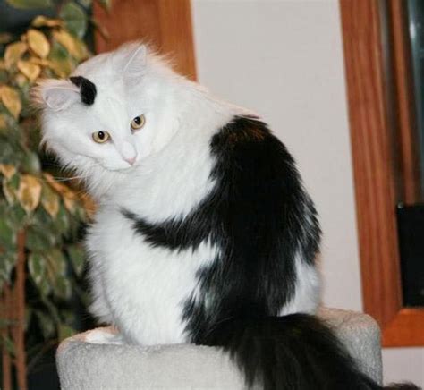 18 cats with the most unique fur patterns