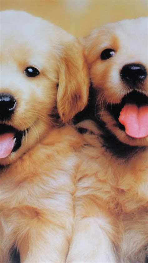 Wallpaper iPhone Puppies - Best iPhone Wallpaper | Puppy wallpaper, Dog wallpaper, Dog wallpaper ...