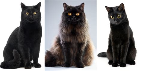 7 Fascinating Facts About Black Cats You Probably Didn’t Know - Cats.com