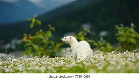 258 Albino ferret Images, Stock Photos & Vectors | Shutterstock