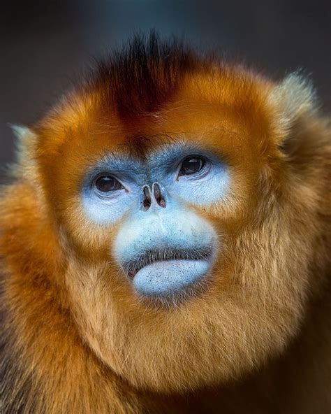 Mogens Trolle on Instagram: “Portrait of a beautiful young male golden snub-nosed monkey. One of ...