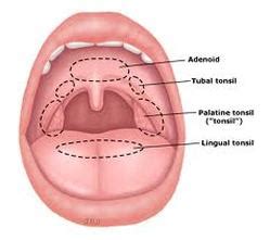 Tubal tonsil - Definition, Location, Pictures - Bodterms