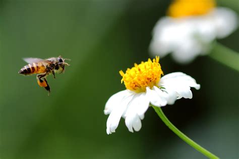 Bee Friendly Garden Design | Oxford Garden Design