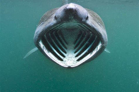 Tiburones en Galicia: TIBURONES DEL MUNDO