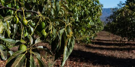 Avocado Farming: Planting, Caring, & Harvesting For High Yield