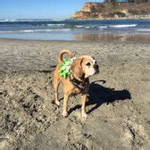 Del Mar Dog Beach - 447 Photos & 270 Reviews - Beaches - Camino Del Mar ...