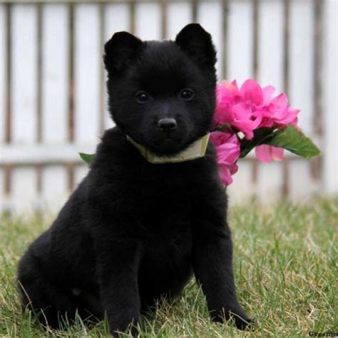 Schipperke Puppies For Sale | Greenfield Puppies | Schipperke, Cute ...