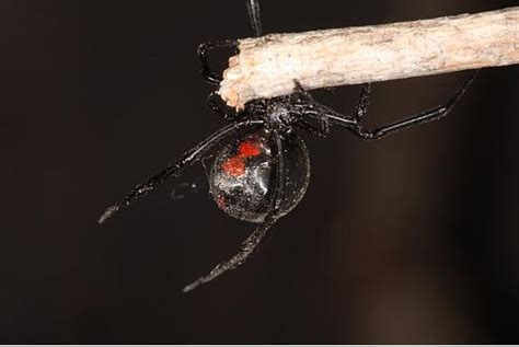 black widow spider facts and pictures : Biological Science Picture ...