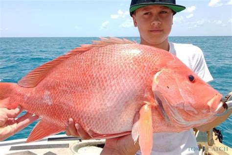 Nannygai Fishing: species guide, charters and destinations - Tom's Catch