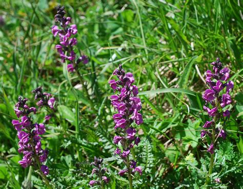 Flower Gallery :: Scrophulariaceae :: DSC_6945