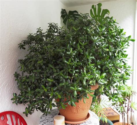 67 Not Out: Chinese Jade The Plant That Attracts Money | Jardins, Plante