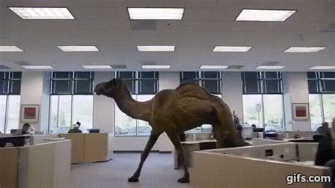 Hump Day Geico Gif