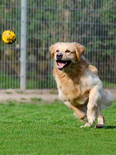 Golden Retriever Training, Temperament, & Health