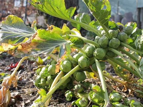 Do Brussel Sprouts Come Back Every Year? (How Harvest Works)