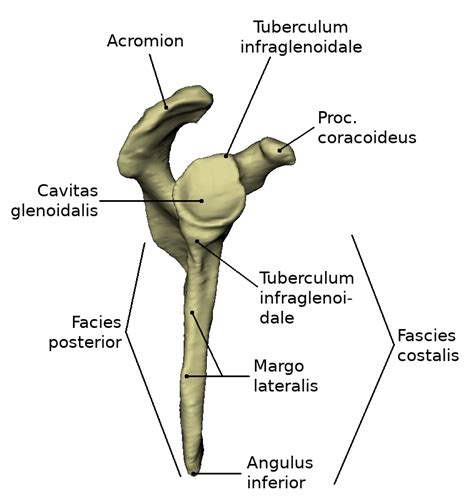 Shoulder Blade Anatomy Diagram / Pin On Reiki : Related posts of ...