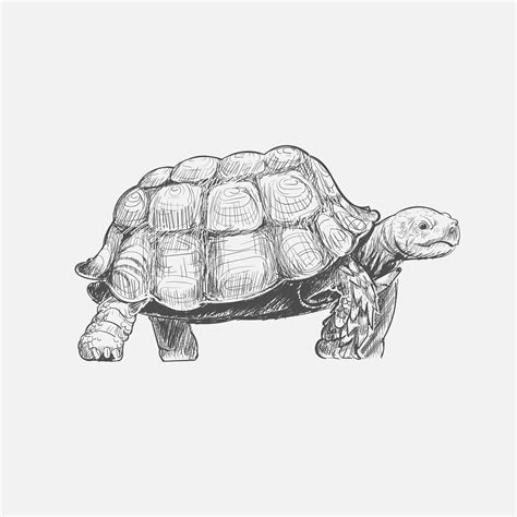 Illustration drawing style of turtle - Download Free Vectors, Clipart Graphics & Vector Art