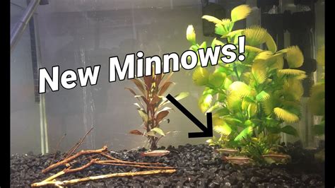 New Minnows in the fish tank! - YouTube