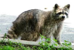 Cat-raccoon Hybrids - Mammalian Hybrids - Biology Dictionary