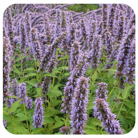 Anise Hyssop (Agastache foeniculum) NATIVE PERENNIAL - Davenport Garden Centre