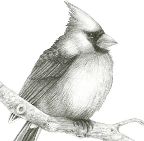 Cardinal Pencil Drawing Original Artwork Bird Art by Kelsey | Etsy