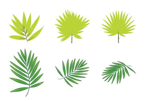 Free Palm Leaf Vectors 95179 Vector Art at Vecteezy