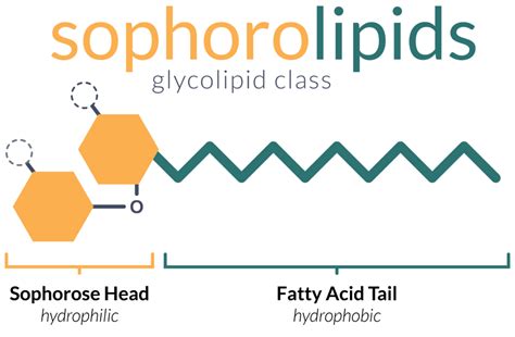 Dispersa | Sophorolipids: A promising class of green biosurfactants