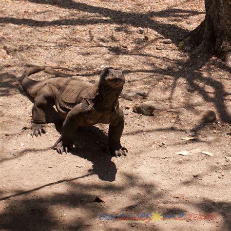 Komodo Dragon National Park-67.jpg | Anton Diaz | Flickr