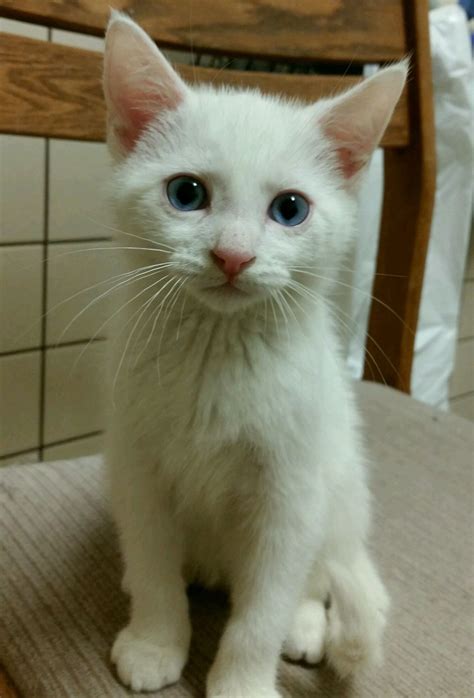 White Cats With Blue Eyes For Adoption