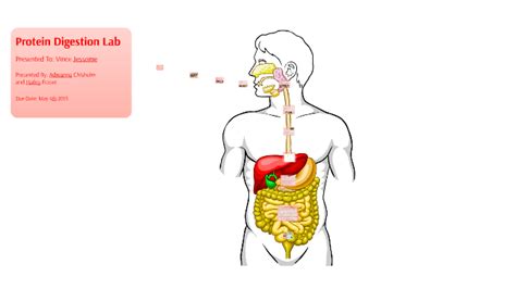 Protein Digestion Lab by Hailey Fraser on Prezi