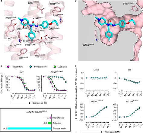 Structures of the 5-HT2A receptor in complex with the antipsychotics risperidone and zotepine ...