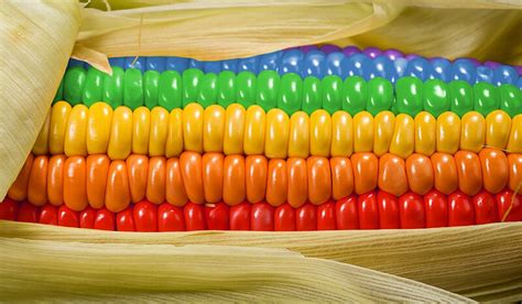 "Rainbow Corn" by Kitty Bitty | Redbubble