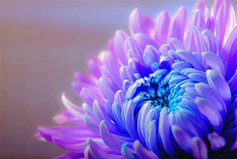 Chrysanthemum Flower Plant - Free photo on Pixabay