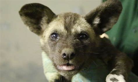 WATCH: Incredibly cute African hunting dog puppies make their debut at London Zoo | Nature ...