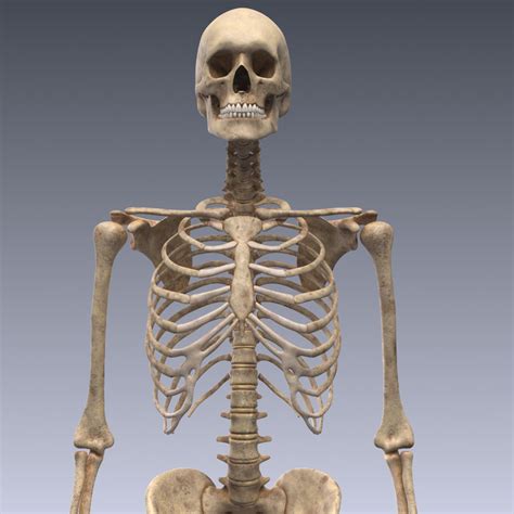 realistic human skeleton rigged 3d 3ds