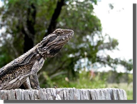 An Australian Bearded Dragon - a lizard that grows to about 30-40cm | Australian native animals ...