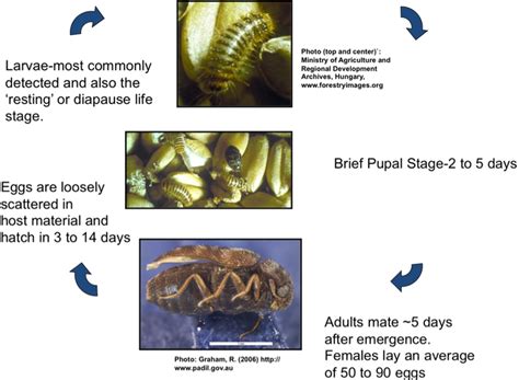 Life cycle - Khapra beetle - A threat to our grain industry