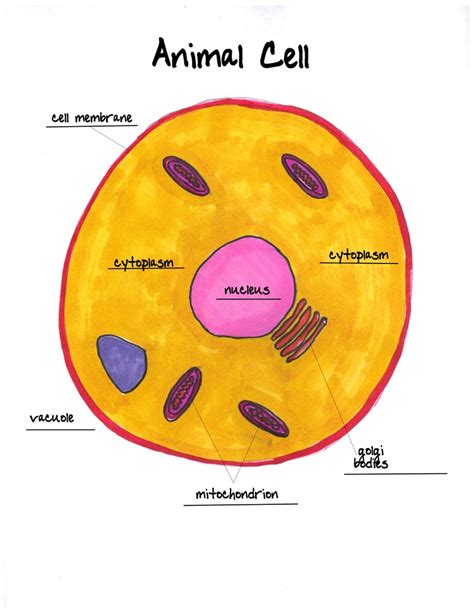 animal cell labeled worksheet : Biological Science Picture Directory – Pulpbits.net