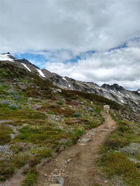 Cascade Pass / Sahale Arm Trail - North Cascades National Park (U.S. National Park Service)