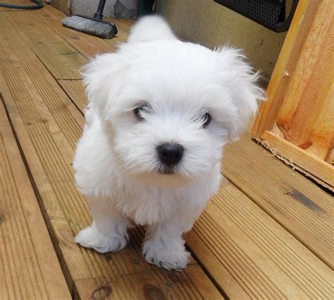 Maltese Puppies For Sale | New Jersey 17, NJ #295185